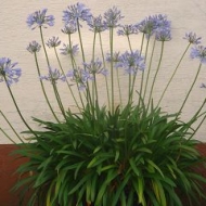 Der Röhlsche Hof - Bildungs- und Erlebnisbauernhof in Wallwitz in Sachsen-Anhalt - Blume 1