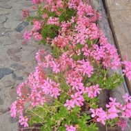 Der Röhlsche Hof - Bildungs- und Erlebnisbauernhof in Wallwitz in Sachsen-Anhalt - Blume 2