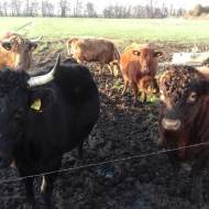 Der Röhlsche Hof - Bildungs- und Erlebnisbauernhof in Wallwitz in Sachsen-Anhalt - Unsere Tiere : Kühe