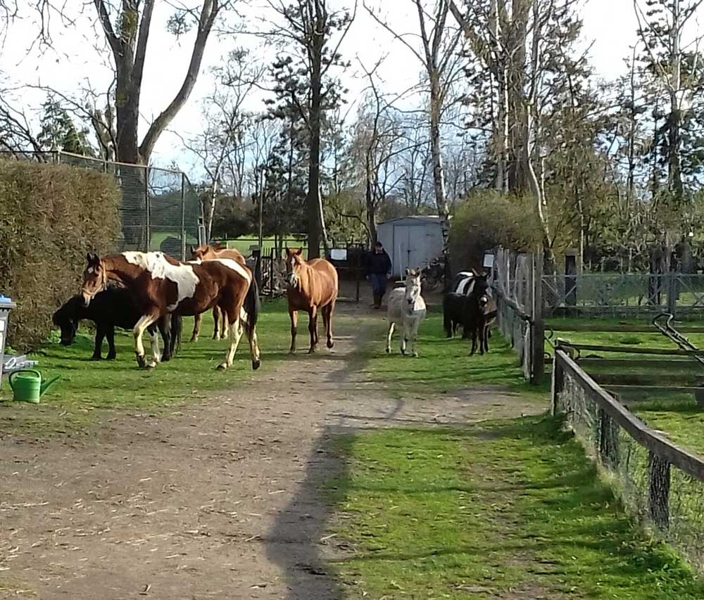 Der Röhlsche Hof - Bildungs- und Erlebnisbauernhof in Wallwitz in Sachsen-Anhalt - Unsere Tiere: Pferde