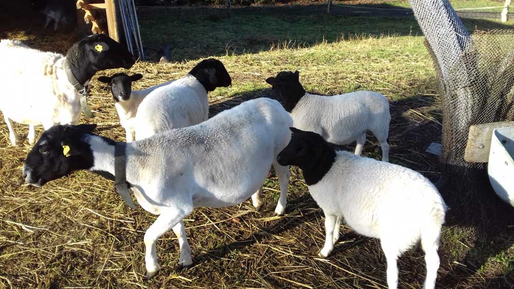 Der Röhlsche Hof - Bildungs- und Erlebnisbauernhof in Wallwitz in Sachsen-Anhalt - Unsere Tiere : Schafe