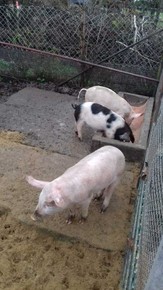 Der Röhlsche Hof - Bildungs- und Erlebnisbauernhof in Wallwitz in Sachsen-Anhalt - Unsere Tiere : Schweine